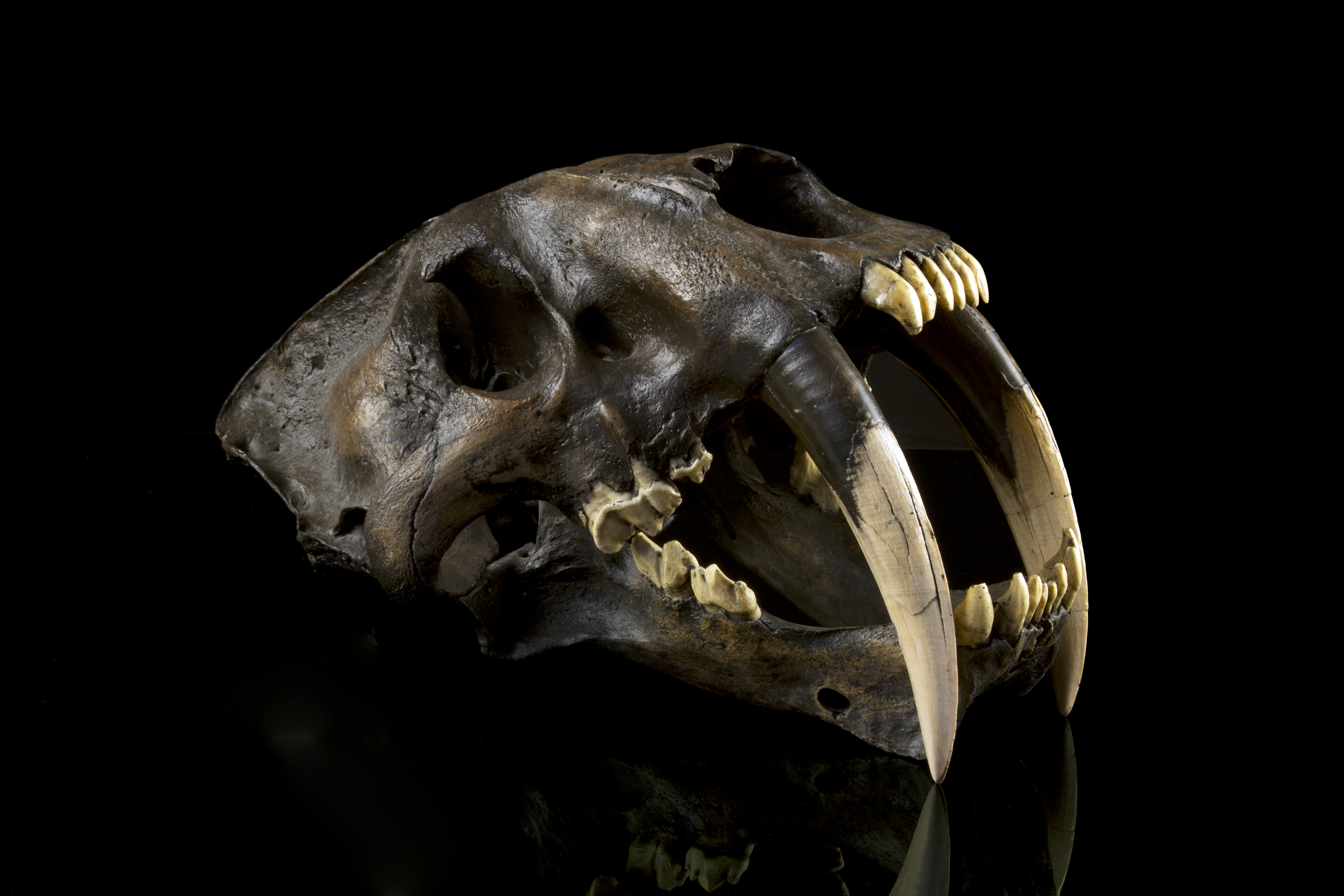 Sabertoothed Cat California's State Fossil